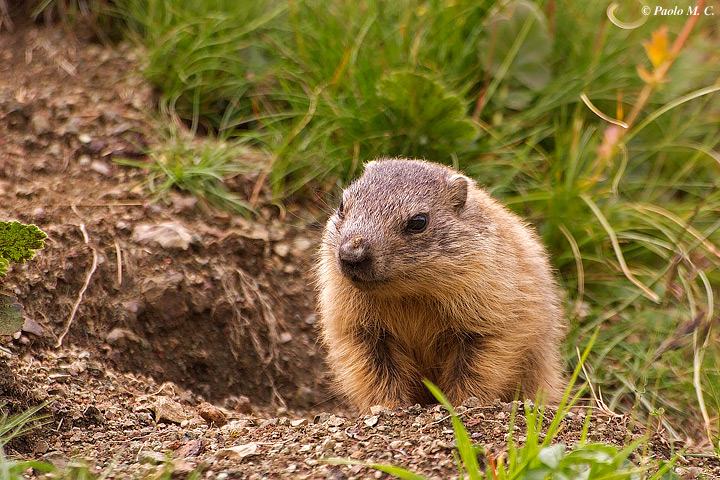 Cucciolo di marmotta